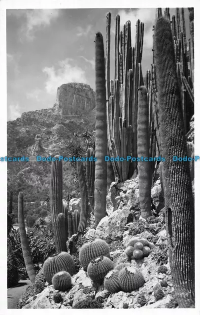 R150352 Jardin Exotique de Monaco. Echinocactus Grusonii. La Cigogne