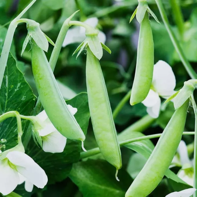 PEA (SUGARSNAP) Bon 25 seeds- 1kg HEIRLOOM vegetable garden AUTUMN WINTER frost