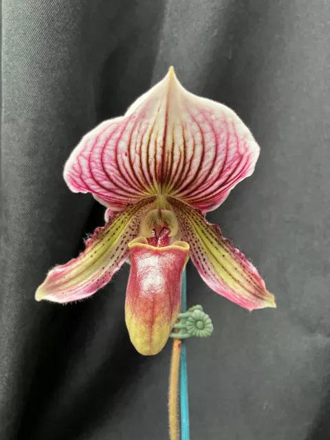 Orchid - Paph. Shin-Yi Heart ' Jeff'' x Paph. fairrieanum - in bloom