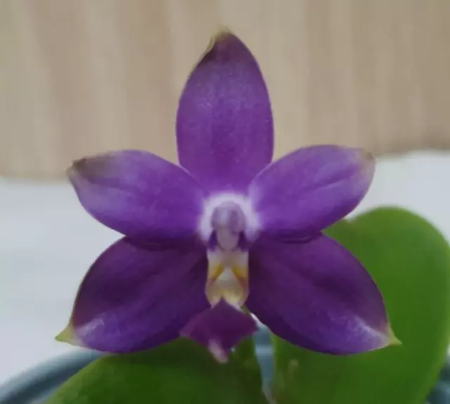 Orchid Phalaenopsis violacea var Indigo x Sib - IN FLOWER - FRAGRANT