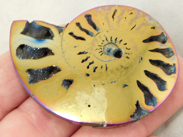 BIG! Polished TITANIUM Pyrite AMMONITE Fossil Intense Gold  Purple Colors 43.3gr