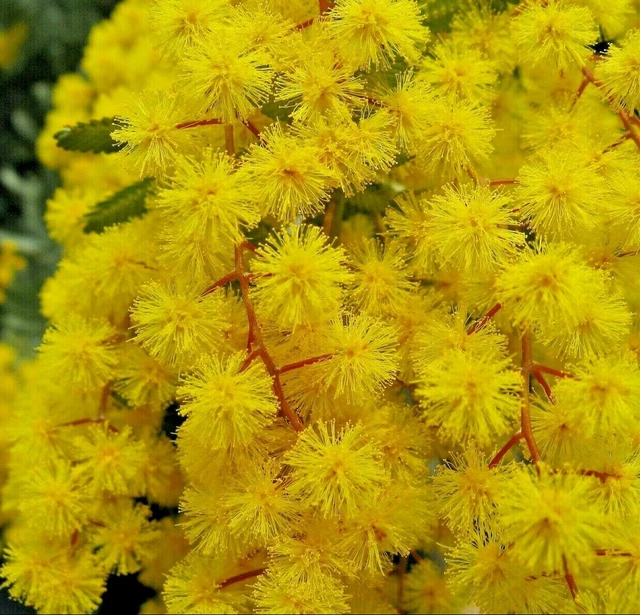 ACACIA BAILEYANA SEEDS, Yellow Wattle, Mimosa Tree, Purpurena *Free US Shipping*