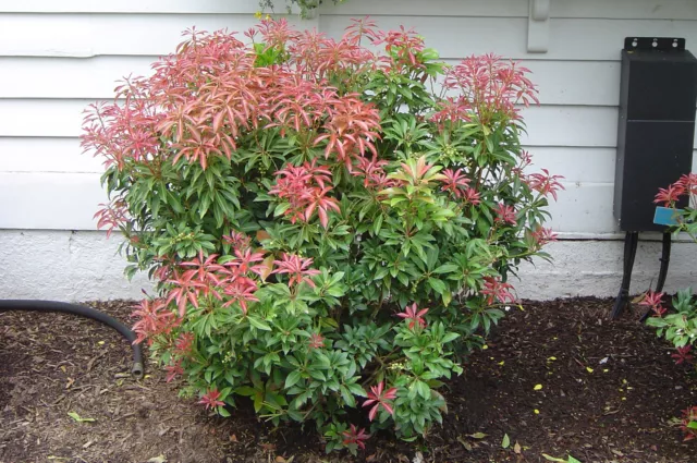 1 de Plante Pieris Japonica Mountain Fire Vase 24CM