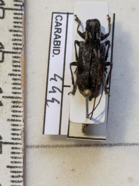 Cerambycidae SSP REF CARABID444