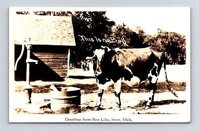 Postcard MI Greetings Bass Lake Irons Michigan Cow This Is No Bull RPPC AN14