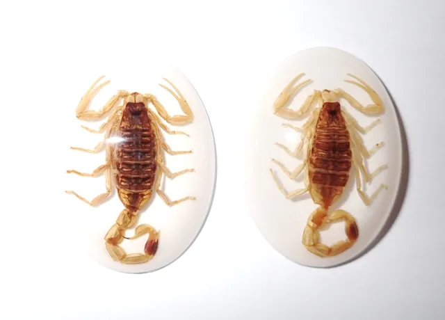 Insect Cabochon Oval 30x40 mm on White Bottom Golden Scorpion 2 pieces Lot