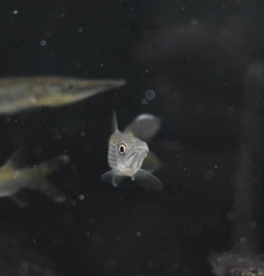 Live Hujeta Rocket Gar (3" Tropical Freshwater Aquarium Fish) *PLS READ DESCR* 9