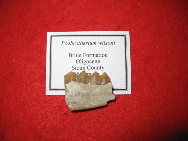 Oligocene Brule White River Poebrotherium early camel fossil tooth in jaw #4