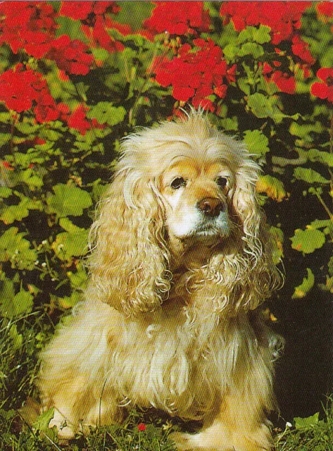 Cocker  Spaniel   Postkarte  *   Postcard  # 7