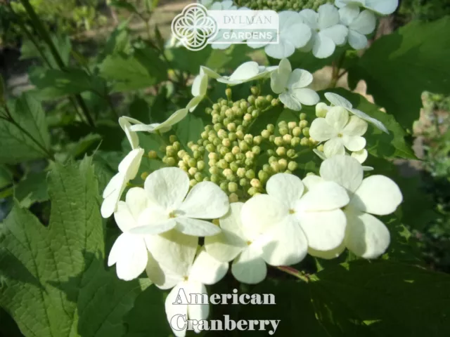 American Cranberry - Viburnum opulus var. americanum - Live Plant 6 to 8 inches 3