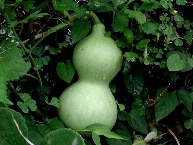 Calabash Bottle Gourd Seed | Lagenaria | Non-GMO | Organic | Fresh | Veggie Seed