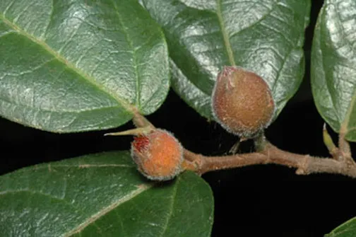 Sandpaper Fig – Ficus Coronata - Rainforest Bush Tucker