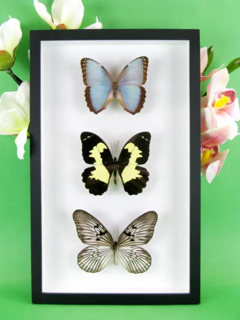 3 real beautiful and huge butterflies in the XXl showcase - single piece - 05