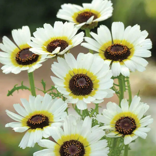 T&M Chrysanthemum Flower Seeds Garden Plant Polar Star 1x Seed Packet