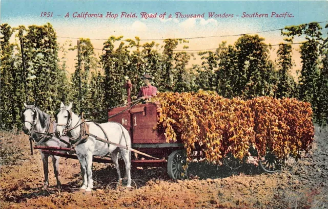 CALIFORNIA Hop Field c1910 Postcard Southern Pacific Road Of A Thousand Wonders
