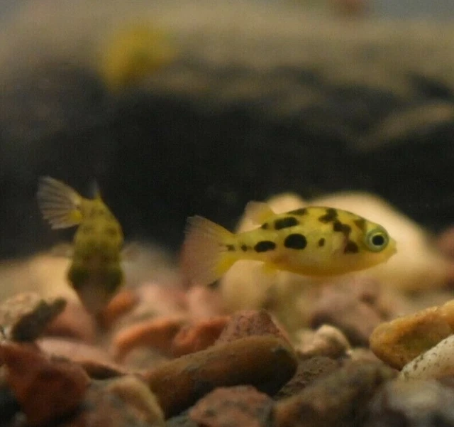 Live Indian Dwarf Pea Puffers *Pack of 3 Freshwater Nano Fish* (PLS READ DESCR) 2