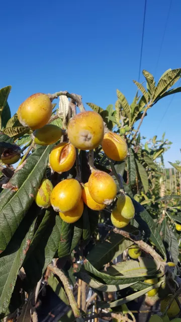 Eriobotrya japonica 'California' (De Greffe) / Néflier du Japon / Conteneur d...