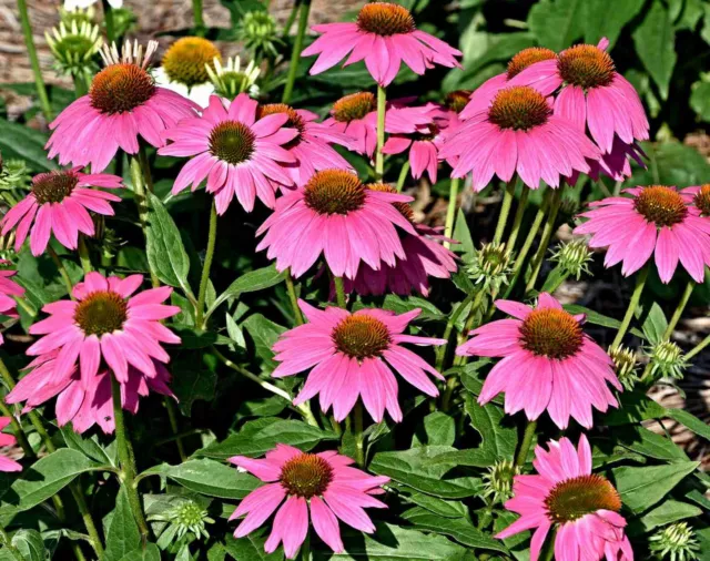 Purpur-Sonnenhut Samen, Echinacea purpurea, Medizinpflanze, Schnittblume