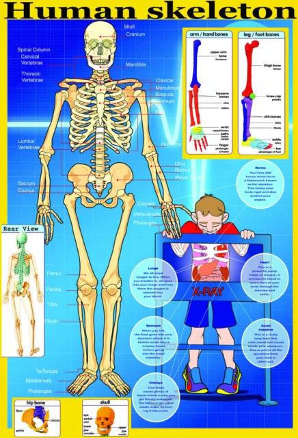 SKELETON A2 laminated Human body organs bones anatomy medical student art Poster