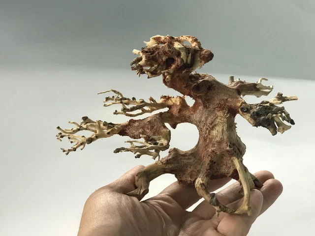 Small Bonsai Driftwood Moss Tree Aquarium Ornament Landscape Decorations - AS4