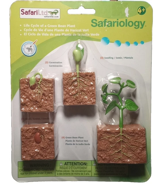LIFE CYCLE OF Green Bean Plant Figures Educational Toy Model STEM