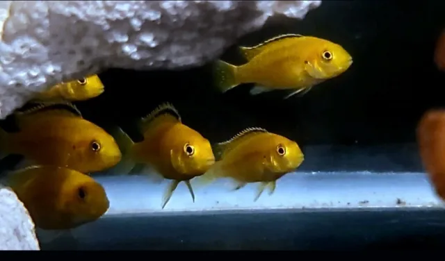 $5 Electric Yellow Lab -  Mbuna African Cichlid $1.60 heat pack