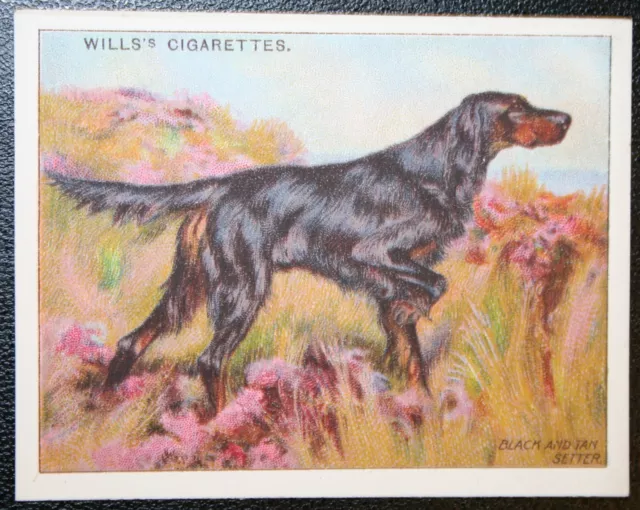 GORDON SETTER   Vintage Colour Card   PC17