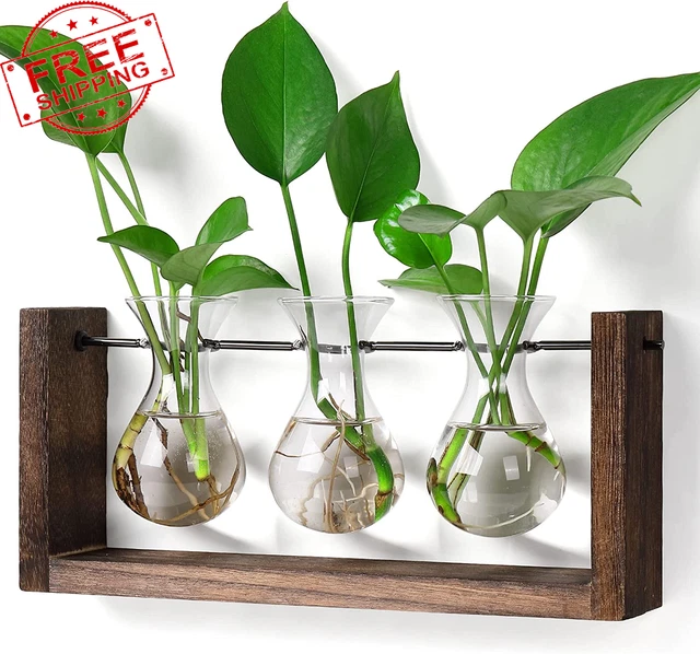 Stations Plant Terrarium with Wooden Stand Wall Hanging Glass Planter Desktop