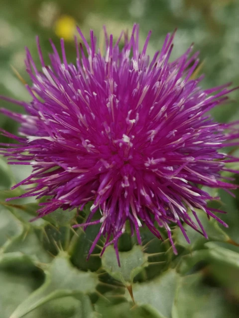 MARIENDISTEL SILYBUM MARIANUM 20 Samen Geerntet Aus Unserem Biogarten mariendistel-silybum-marianum-20-samen-geerntet-aus-unserem-biogarten