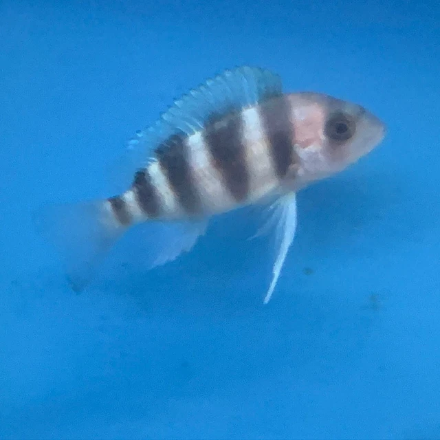 Blue Zaire frontosa 1.25" in length live tropical fish