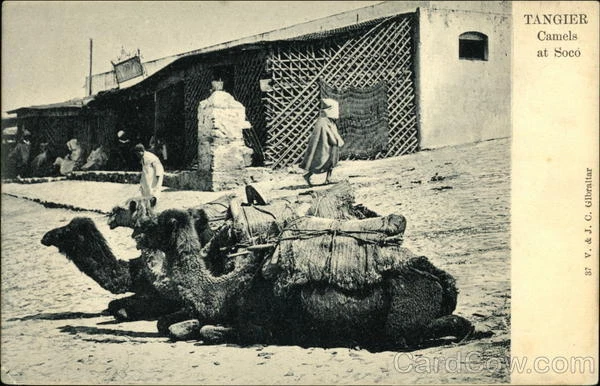 Morocco Tangiers Camels at Soco Postcard Vintage Post Card