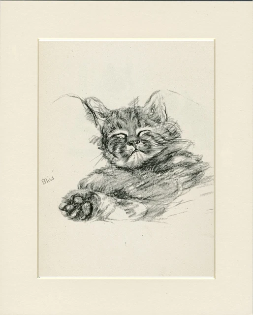 Sleeping Cat Head Lovely Original Old 1946 Cat Art Print By Lucy Dawson  Mounted
