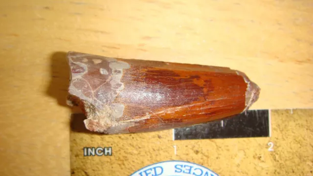 SPM-122 Fossil Spinosaur Tooth Spinosaurus Morocco Medium Dinosaur