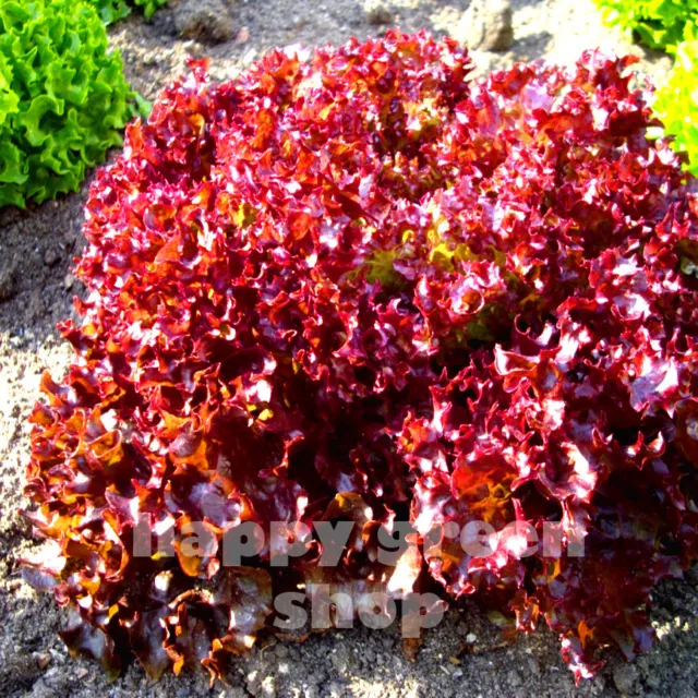 Vegetable Seeds Lettuce - Loosy Leaf - Lollo Rosso - 1000 Seeds