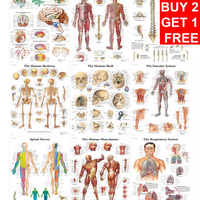 MUSCLE ANATOMY BODYBUILDING Medical Charts Heath Poster | A5 A4 A3 A2 ...
