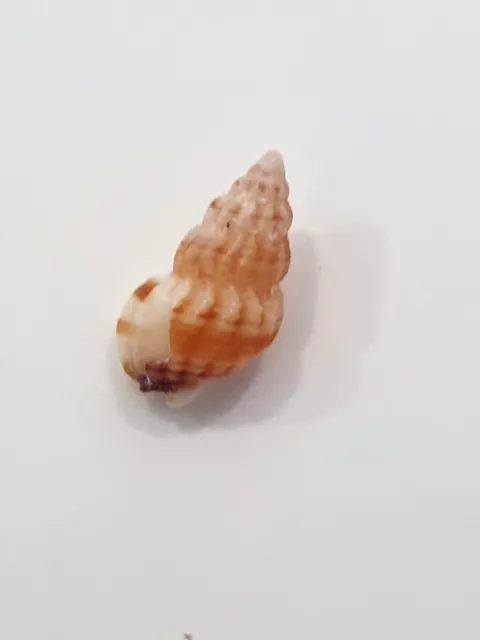 NASSARIUM INCRASSATUM  mediterranean  SHELL !!