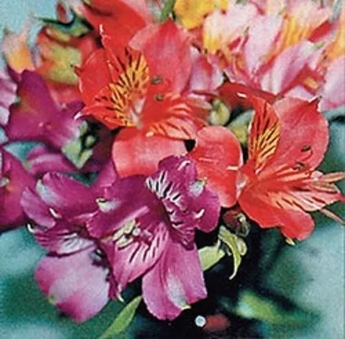 25 + Alstroemeria Dr.Saleurs Mélange Semences Florales / Péruvien Lis/ Pérenne