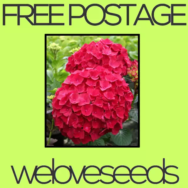 LOCAL AUSSIE STOCK - Red Hydrangea, Hortensia Flower Seeds ~5x FREE SHIPPING