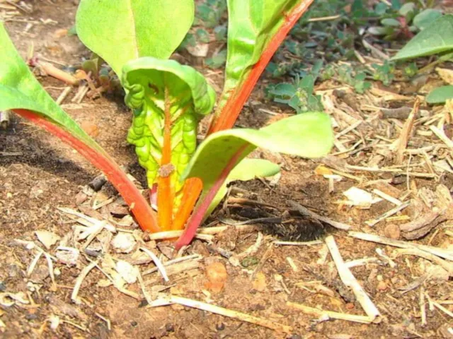 40 graines de légumes d'épinards perpétuels roses FLAMANT SUISSE CHARD bêta vulgaris 3