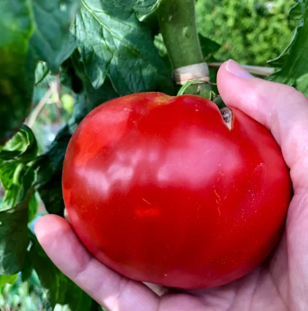 20 graines de tomates coeur de boeuf de mon jardin potager 100% bio Sarthois