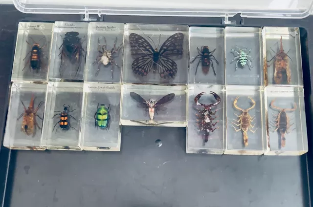 national geographic real life  bugs insects in resin