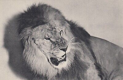 Carte postale ancienne PARIS parc zoologique de Vincennes 170 un lion