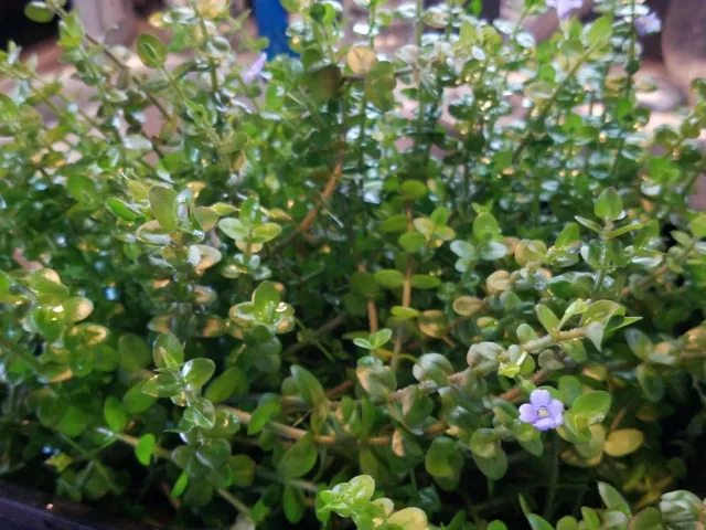 Bacopa caroliniana (Lemon Bacopa) - Live Aquatic Plant - Aquarium