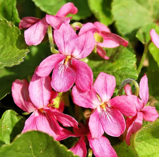 VIOLA ODORATA "RUBRA", RED SWEET VIOLET 15 seeds