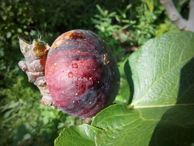 Bordissot Negra Rimada（BNR） イチジク苗