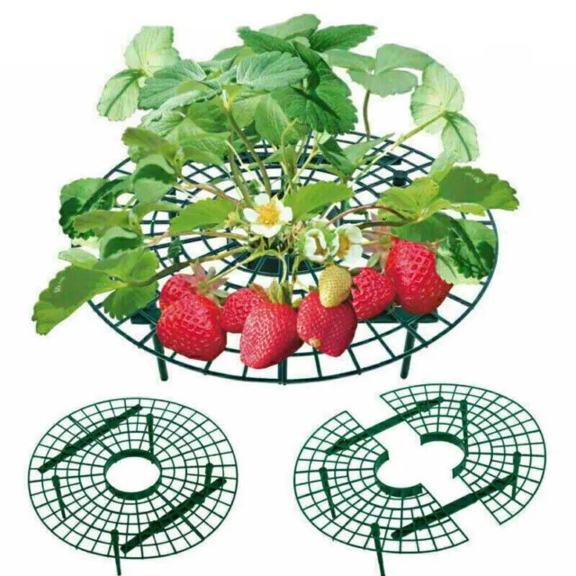 15x Frucht Erdbeer Reifer Erdbeerstütze Schneckenschutz Pflanzenhalte Pflanz