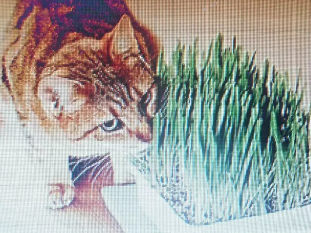 Herbe à chat graines 1 portion de 15 gramme . Triticum aestivum