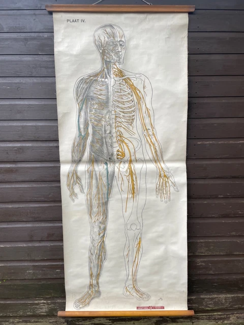 VINTAGE FULL BODY LYMPHATIC SYSTEM medical school chart Anatomy LYMPH ...