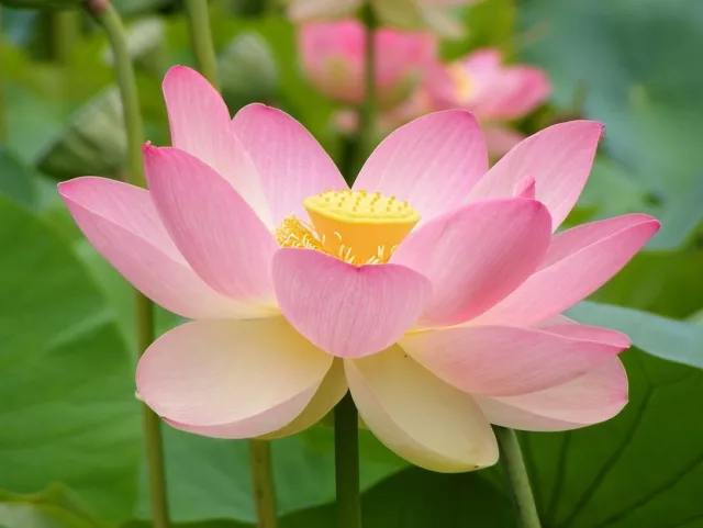 4 graines Lotus Rose d'Asie(Nelumbo Nucifera Rosea)G319 SACRED WATER LILY SEEDS