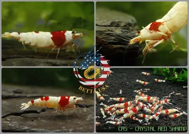 10+1 CRS Crystal Red Shrimp (Mixed Grade S-SSS) Live Aquarium Shrimp - USA Stock